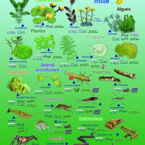 PLAQUETTE IMMERGEABLE FFESSM RANDO & LAC